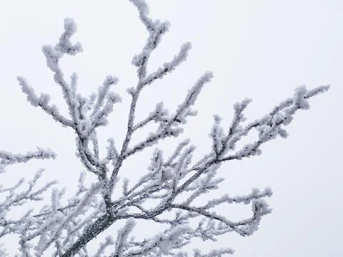 Frosted tree branch on a white background Stock Photos
