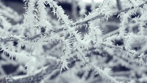 Frosted Tree Branch in Winter Stock Footage 71712576