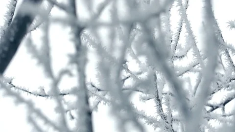 Frosted Tree Branch in Winter Stock Footage 71712584