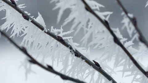 Frosted Tree Branch in Winter Stock Footage 71713307