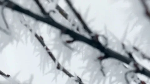 Frosted Tree Branch in Winter Stock Footage 71713589