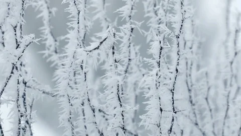 Frosted Tree Branch in Winter Stock Footage 71713603