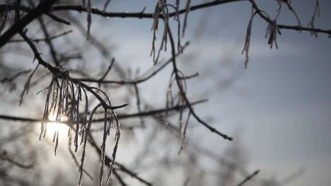 Frosted tree branches against the sun Stock Footage 86548438
