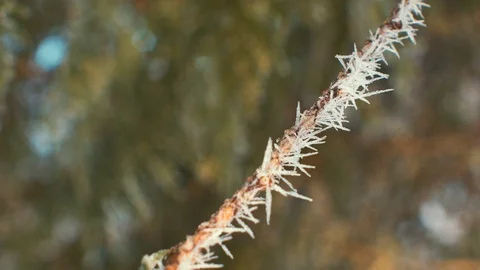 Frosted tree branches close up. sunny Stock Footage 72649469