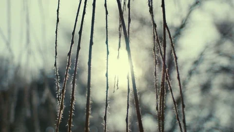 Frosted tree branches close up. sunny 库存影片 72651145