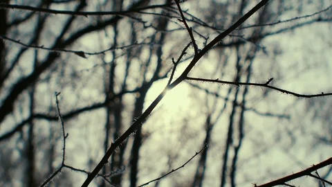 Frosted tree branches close up. sunny Stock Footage 72654964