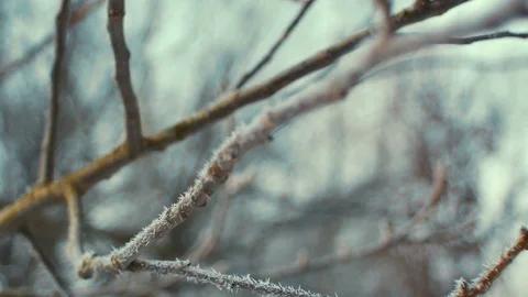 Frosted tree branches close up. sunny Stock Footage 72655459