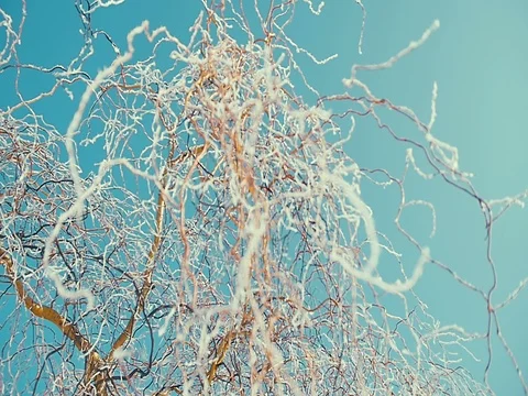 Frosted tree branches close up. sunny Stock Footage 72767524