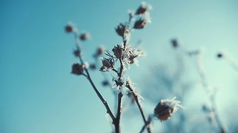 Frosted tree branches close up. sunny Stock Footage 72767641