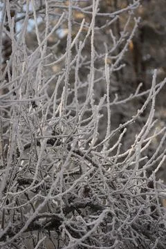 Frosted Tree Branches Close-Up in Winter Forest Background Foto stock
