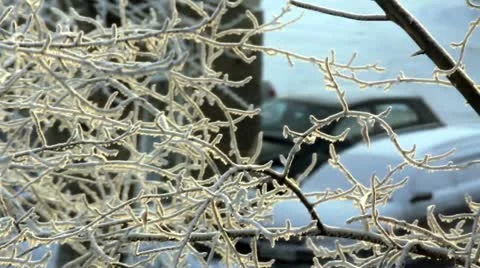 Frosted tree branches Stock Footage 19587561