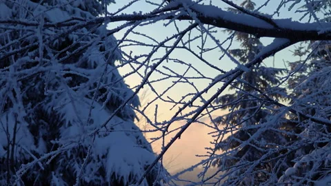 Frosted Tree Branches Gently Swaying In Golden Morning Light Stock-Footage 336497851