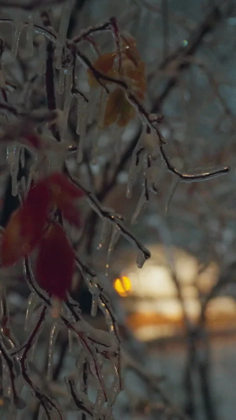 Frosted Tree Branches with Glowing Lights and Winter Icicles Video stock 317909674