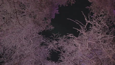 Frosted tree canopy rotating at night under pink light Vídeos de archivo 340480159