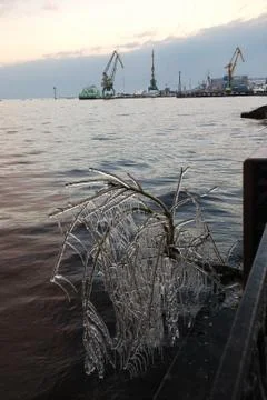 Frosted tree in the haven Stock Photos