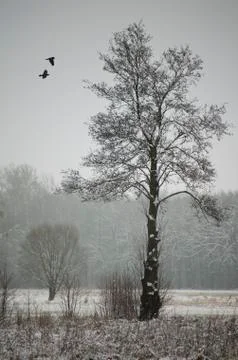 Frosted tree on a meadow. Stock Photos