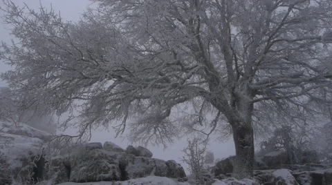 Frosted tree moved by the blizzard Stock Footage 61351509