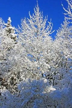Frosted Tree Stock Photos