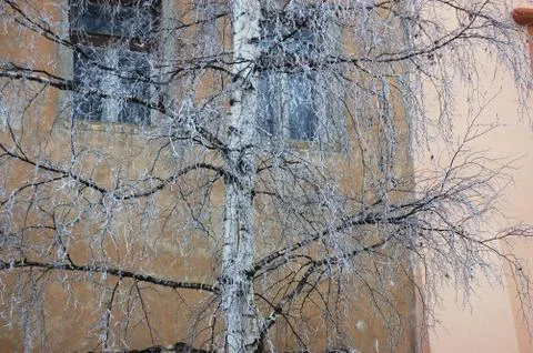 Frosted tree Stock Photos