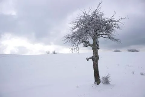 Frosted tree Stock Photos