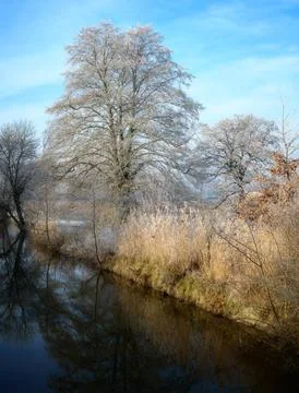Frosted tree at the river Paar Stock Photos