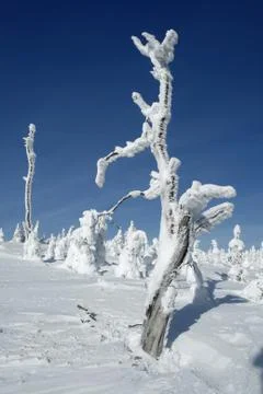 Frosted Tree Stump 库存照片