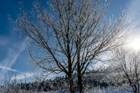 Frosted tree in wintersun Fotos de archivo