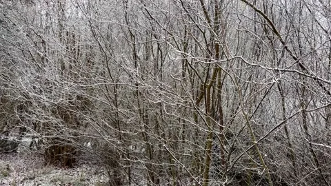 Frosted trees and bush in winter. Video with winter forest. Stock Footage 222016232