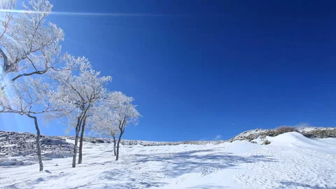 Frosted Trees and Snowfields Stock Footage 324982704