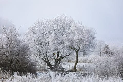 Frosted trees on a cold winter day in the countryside. South Moravia, Czech Stock Photos