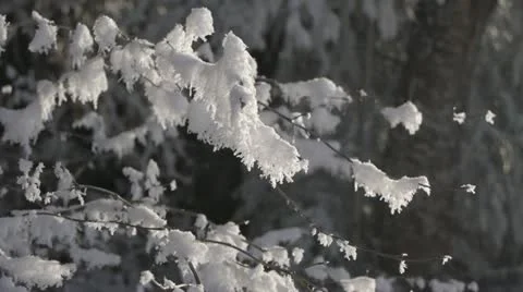 Frosted trees Vídeo Stock 12736812