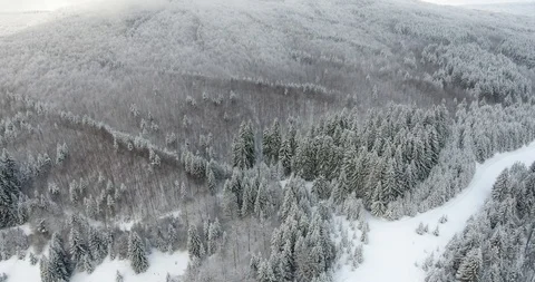 Frosted Trees Stock Footage 91535665