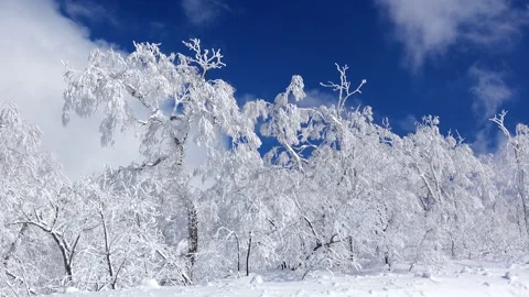 Frosted Trees of Orofre Pass Video stock 332263631
