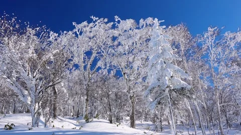 Frosted Trees of Orofre Pass Stock Footage 332276292
