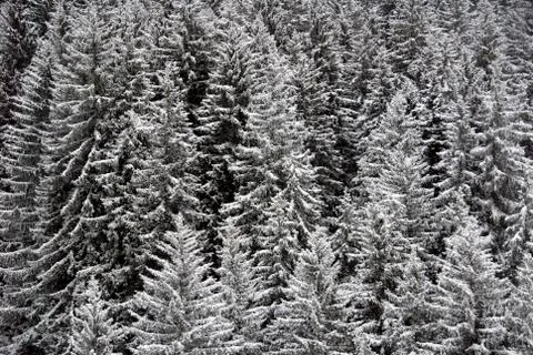 Frosted Trees Stock Photos