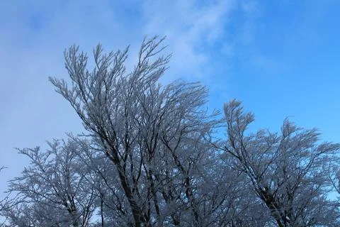 Frosted trees Stock Photos