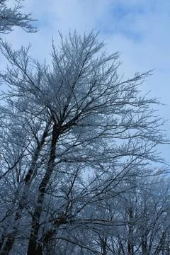 Frosted trees Stock Photos