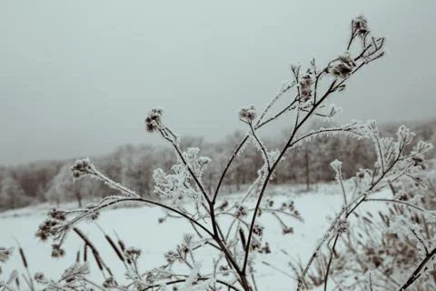 Frosted trees Stock Photos