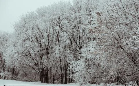 Frosted trees Stock Photos