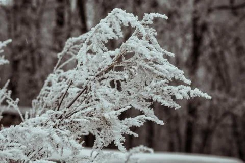 Frosted trees Stock Photos