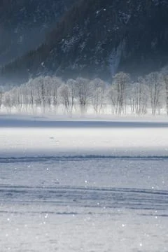 Frosted trees Stock Photos
