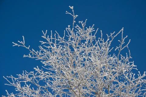 Frosted trees Stock Photos