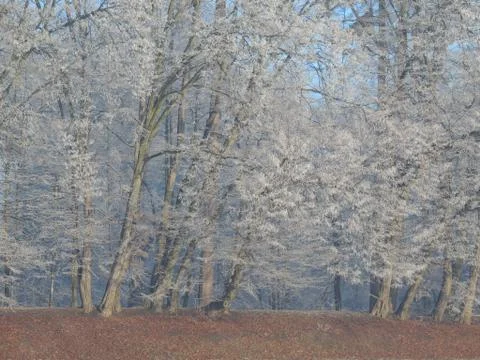 Frosted Trees Foto stock
