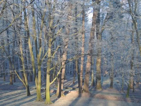 Frosted Trees Stock-Fotos