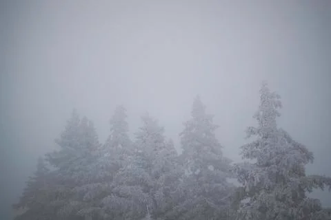 Frosted Trees Foto stock