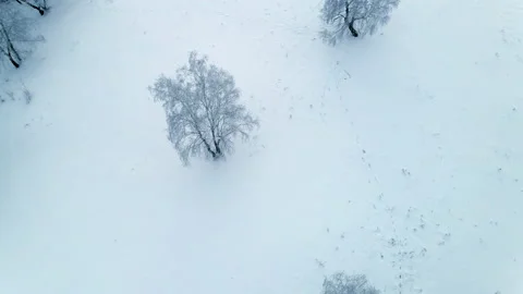 Frosted trees in snow-covered winter forest at sunset Stock Footage 150078094