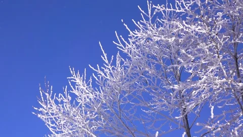 Frosted Trees (Upstream of Chitose River) Video stock 332301970