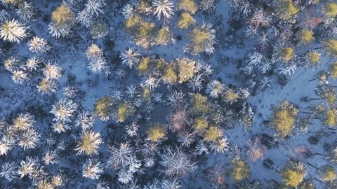 Frosted Treetops Over Snowy Ground Vidéo 331289853