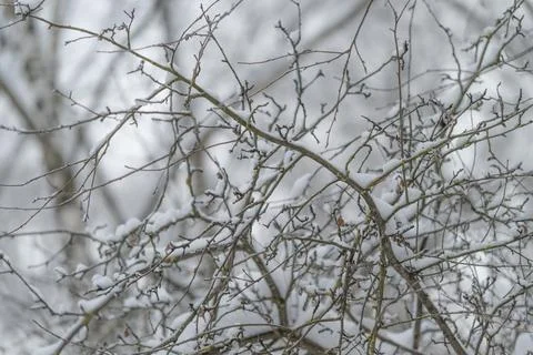 Frosted twigs and thin branches after storm, quiet suburban park feeling, l.. Stock Photos