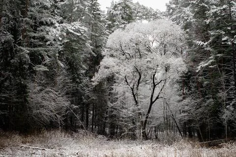 Frosted White Tree Emerging from a Snow-Draped Dark Forest Stock Photos
